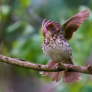 Wood Thrush - BCSP TB - 05102026 - 04 - rDN.jpg