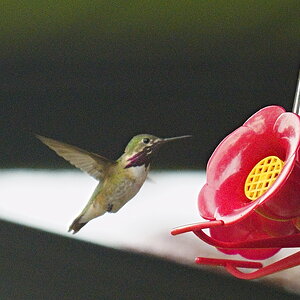 Hummer1.JPG