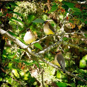 Trio of Waxwings