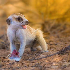 Mark Dunsford2_Not a Compare the Meercat Advert.jpg