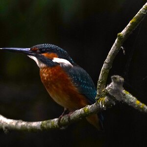 kingfisher 7.JPG
