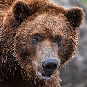 Grizzly Brutus-30.jpg