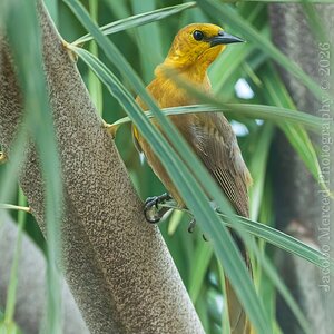 for_Insta_small_yellow_bird-1-2-2T-denoise.jpg