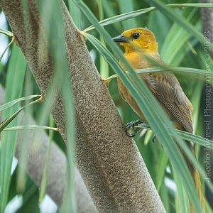 for_Insta_small_yellow_bird-1-2T-denoise.jpg