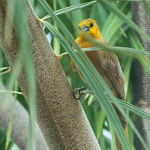for_Insta_small_yellow_bird-1-3-2T-denoise.jpg