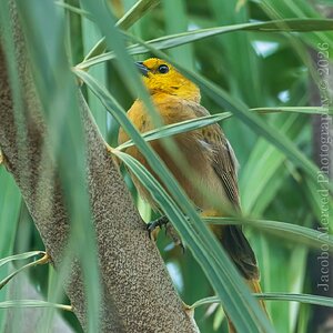 for_Insta_small_yellow_bird-2-2T-denoise.jpg
