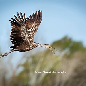 ContestJNWR-85contest-upscale-2x-denoise-sharpen-lighting.jpg