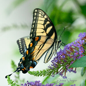 Tiger Swallowtail.jpg