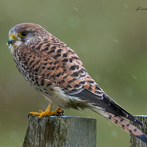 kestrel 2025_672.jpg