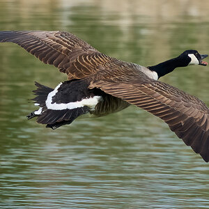 goose 2026_13.jpg