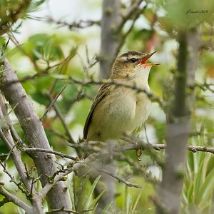 grasshopper warbler 2026_4.jpg