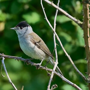 blackcap 2026.jpg