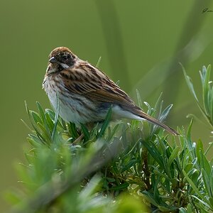 reed bunting 2026_23.jpg