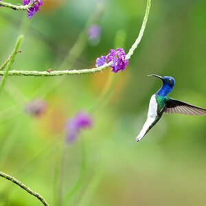 _A936223-Edit.jpg