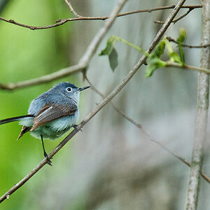 Blue-Gray Gnatcatcher - 1st State NHP - 04262026 - 02 - rDN.jpg