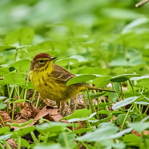 Palm Warbler - 1st State NHP - 04262026 - 06 - rDN.jpg