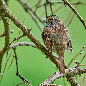 White-Throated Sparrow - 1st State NHP - 04262026 - 02 - rDN.jpg