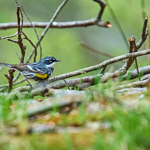 Yellow-Rumped Warbler - 1st State NHP - 04262026 - 08 - rDN.jpg
