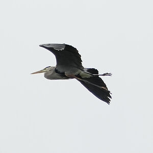 heron - 1.jpeg
