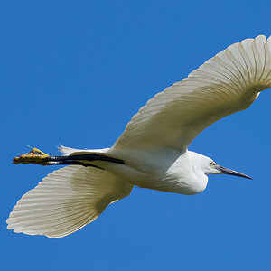 egret 2026_11.jpg