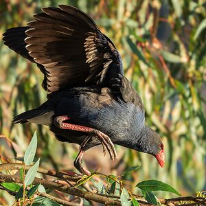 _7RV7681_Australasian_Swamphen.jpg