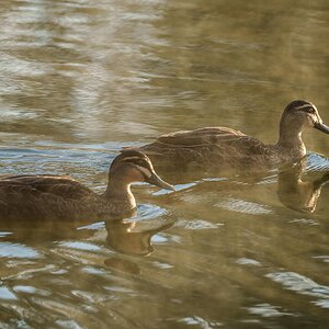_7RV7694_Pacific_Black_Ducks.jpg
