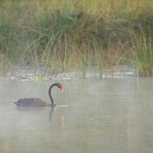 _7RV7699_Black_Swan.jpg