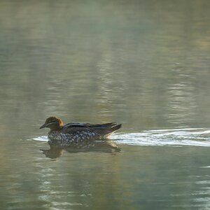 _7RV7703_Maned_Duck_Hen.jpg
