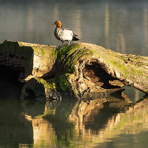 _7RV7732_Maned_Duck.jpg