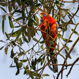 _7RV7799_Adelaide_Rosella.jpg