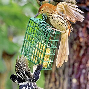 Suet3SM.jpg