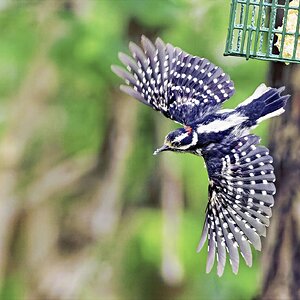 Suet4SM.jpg