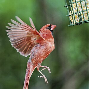 Suet2SM.jpg
