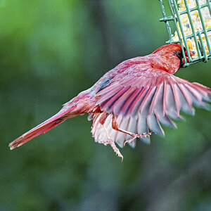 Suet1SM.jpg