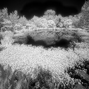DSC04233larch cottage garden.jpg