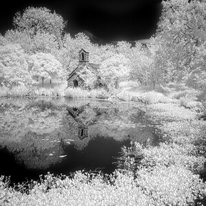 DSC04239larch cottage garden.jpg