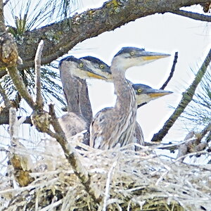 4herons.JPG