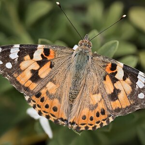 26A04795-810painted lady.jpg