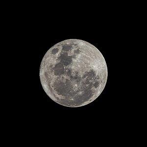 _7RV7820_Small_Blue_Moon.jpg