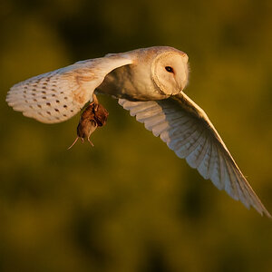 Barn Owl.jpg