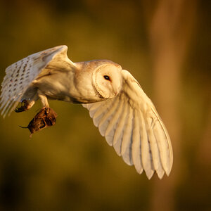 Barn Owl-2.jpg