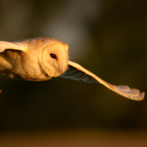 Barn Owl-3.jpg