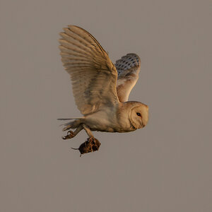 Barn Owl-4.jpg