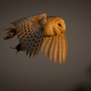 Barn Owl-6.jpg