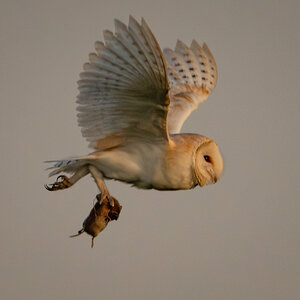 Barn Owl-7.jpg
