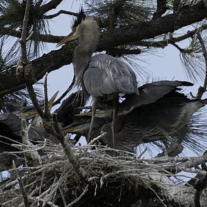Heron_Feeding1.JPG