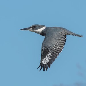 Belted-Kingfisher-ROY-1A-2368-DxO_DeepPRIME-XD3.jpg