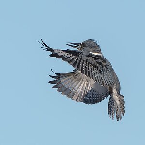 Belted-Kingfisher-ROY-1A-2465-DxO_DeepPRIME-XD3-2.jpg