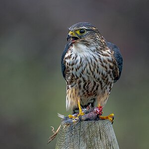 Merlin-ROY-A1-6014-DxO_DeepPRIME-XD3.jpg