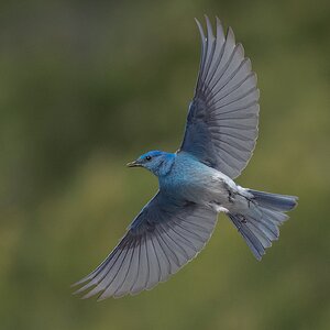 Mountain-Bluebird_DSC7640.jpg